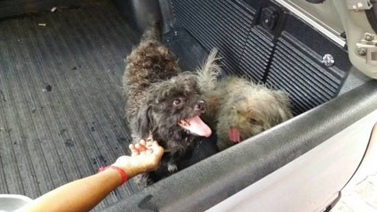 สุนัขตกทางด่วนบูรพาวิถี วอนโซเชียลตามหาเจ้าของ หลังพบมีอาการซึมเศร้า คาดคิดถึงเจ้าของ