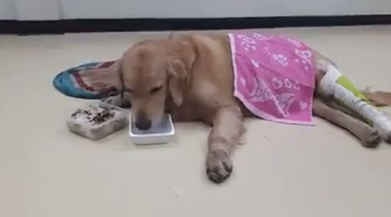 เจอแล้ว เจ้าของสุนัขโกลเด้นตกรถบนทางด่วน-ขาหัก ขอบคุณโซเชียลที่แจ้งข่าว