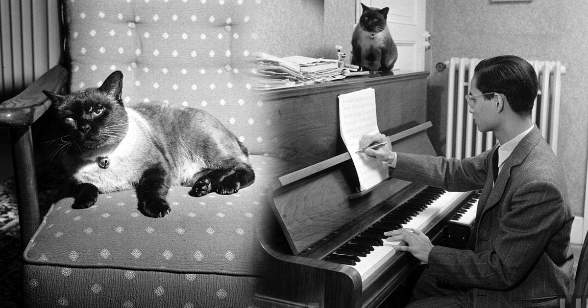 คุณติโต แมวทรงเลี้ยงของในหลวง ร.9 เมื่อครั้งประทับสวิตเซอร์แลนด์ มาอ่านประวัติและชมภาพกัน