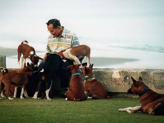 คุณทองแดง สุนัขทรงเลี้ยง ประจำรัชกาลที่ 9 อดีตสุนัขจรจัด แต่ได้รับพระเมตตาจากในหลวง จนได้เข้ามาอยู่ในวัง