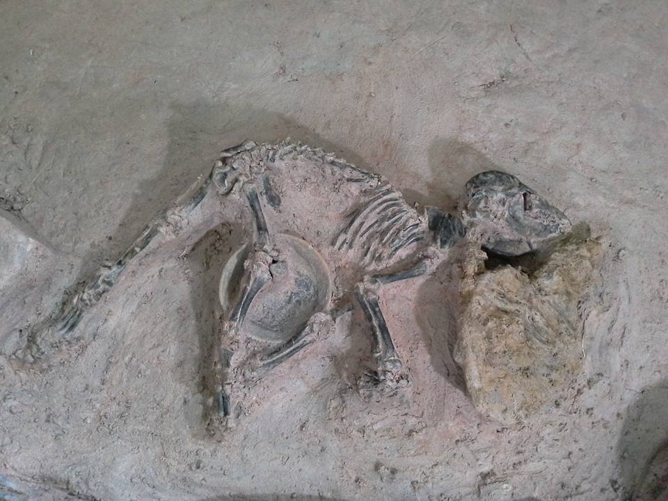 พบโครงกระดูก “สุนัข” ฝังพร้อมศพมนุษย์อายุราว 2,000 ปีก่อน ที่เมืองศรีเทพ จ.เพชรบูรณ์ สภาพสมบูรณ์มาก