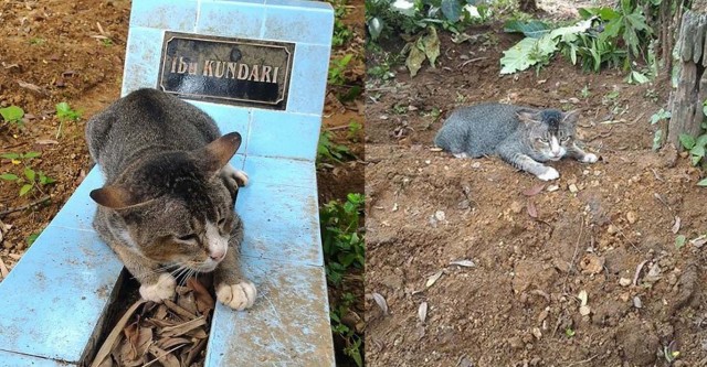 แมวมานอนเฝ้าหลุมศพเจ้าของนานนับปี ไม่ไปไหน จนชาวบ้านอินโดฯเห็นภาพต่างประทับใจ มีคนรับเลี้ยงแต่ก็ไม่ยอม