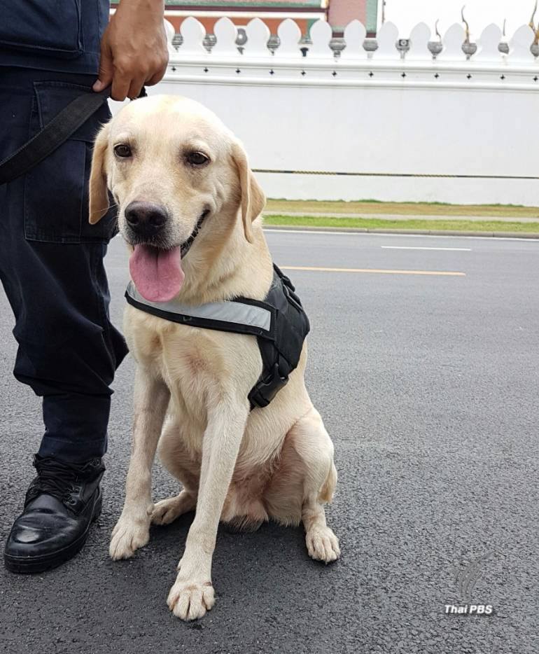 รู้จักหน่วยสุนัขตำรวจที่ช่วยปฏิบัติภารกิจอย่างแข็งขัน กับภารกิจรักษาความปลอดภัยสนามหลวง ใครเห็นต่างพากันชื่นชม