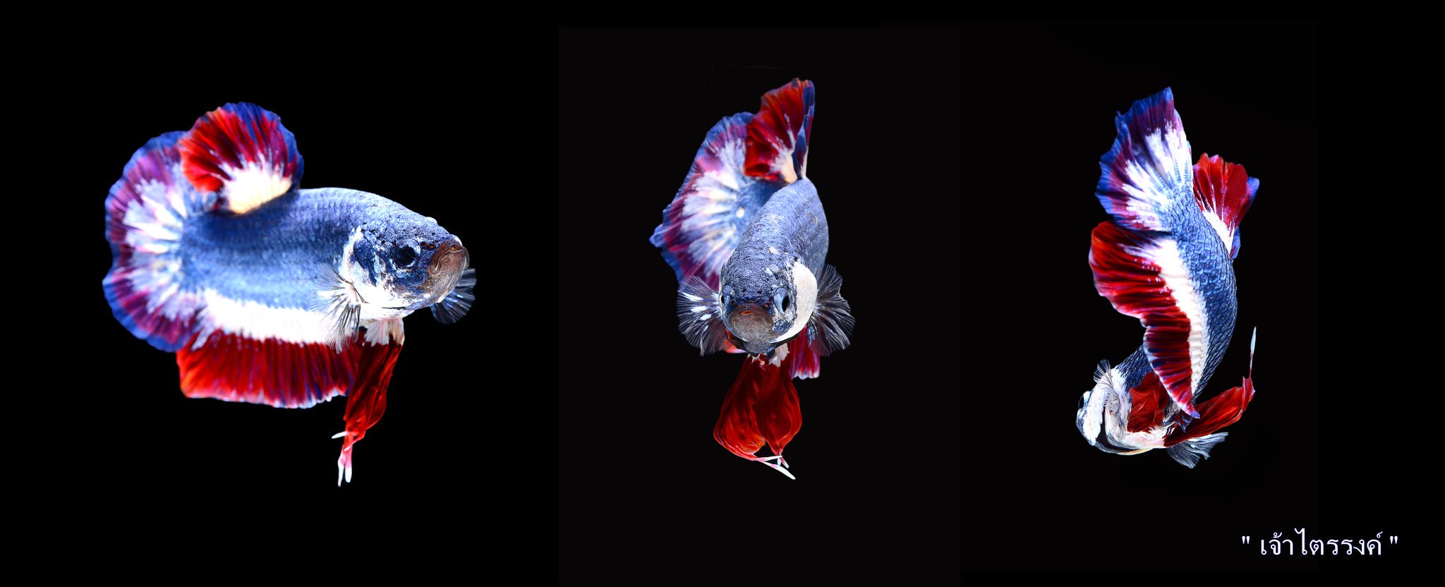 "เจ้าไตรรงค์" ปลากัดลายธงชาติไทย ค่าตัวกว่าครึ่งแสน ฝีมือการเพาะพันธุ์ของคนไทย