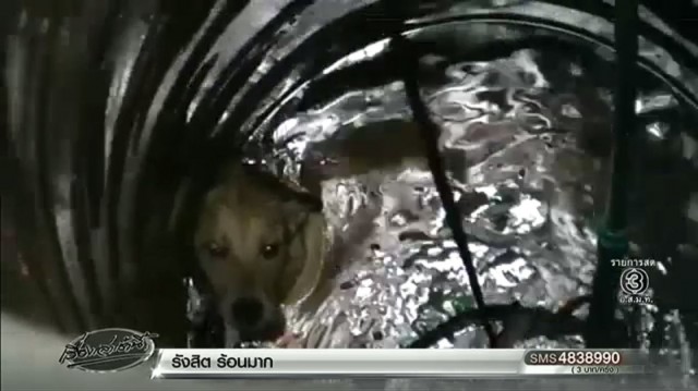 จนท.เข้าช่วย 'เจ้าดิงดอง' น้องหมาพลัดตกบ่อน้ำลึก ขณะวิ่งเล่นในบ้าน เจ้าของดีใจมาก มีคลิป