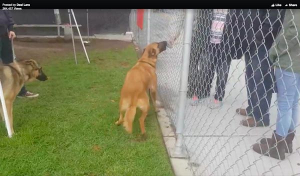 น้องหมาสุดตื่นเต้นได้พบเจ้าของอีกครั้ง แต่ต้องใจสลายเมื่อเจ้านายตัดสินใจ แบบนี้ คิดได้งัย