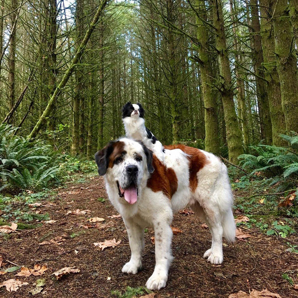 น้องหมาเพื่อนซี้ต่างไซส์ น้องหมาเจแปนนิส ชิน ชอบขี่หลัง เพื่อนตัวโตเซนต์เบอร์นาร์ดตัวใหญ่ คนเห็นยิ้มกันใหญ่