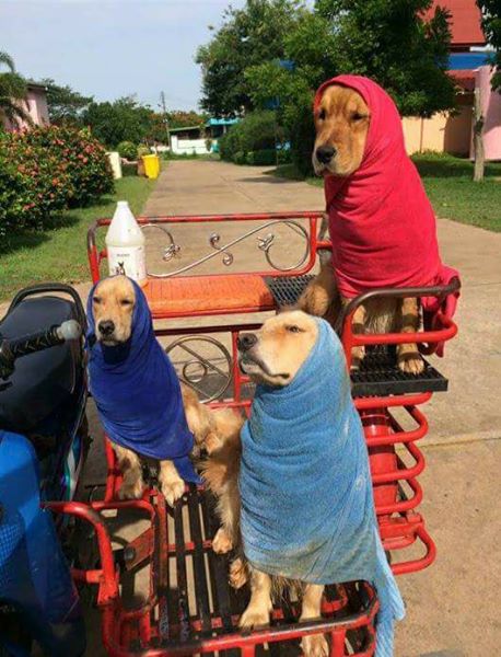 หมาก็หนาวเป็นนะ  ภาพน่ารักหมาห่มผ้า แก้หนาวน่ารักๆ ปี 2559