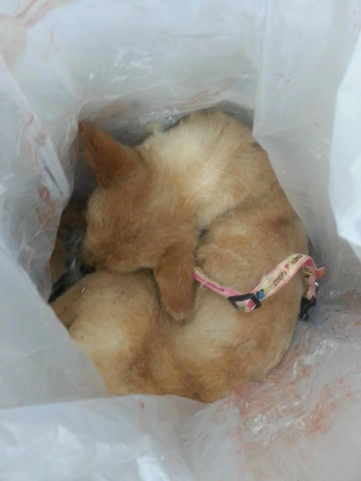 เจ้าของสุนัข สุดเศร้า เจ้าหน้าที่เกาหลีใต้ยิงหมาตาย หลังหายในสนามบินอินชอน ประเทศเกาหลีใต้