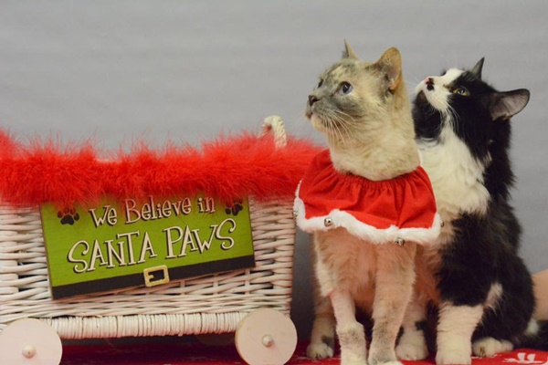 ข่าวน่ายินดีสำหรับคนรักสัตว์เลี้ยง กลุ่มอาสาฯ สุดแฮปปี้ โพสต์ภาพกรงเปล่าฉลองหาบ้านใหม่ให้หมา-แมว ได้ทุกตัวว้าวว