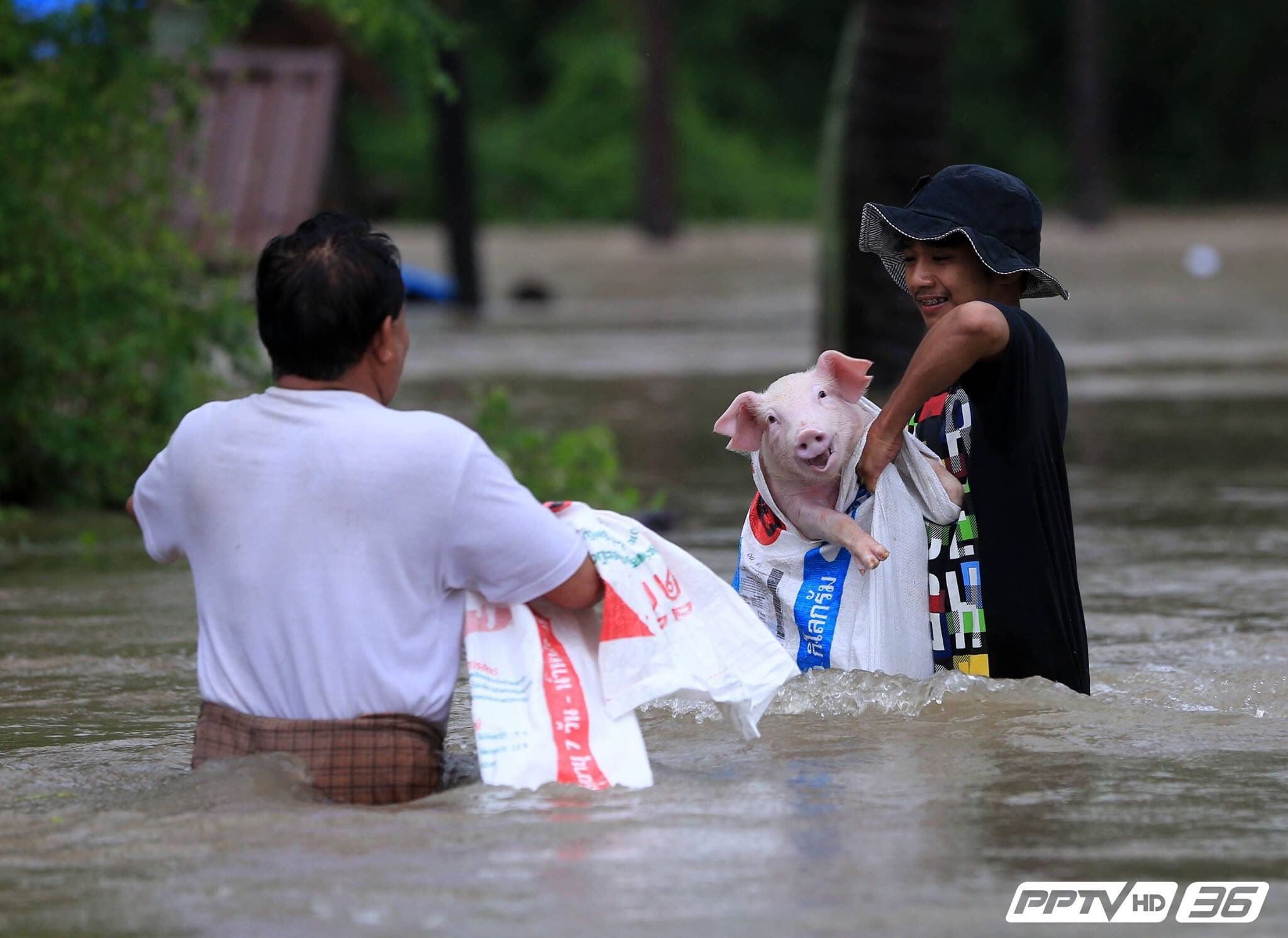 ภาพช่วยเหลือ สัตว์เลี้ยง น้องหมา น้องแมว หมู น้ำท่วมภาคใต้ ที่แสนจะน่ารัก