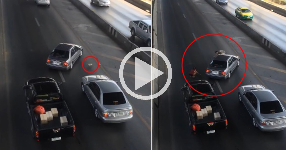 สุดยอดคนใจดี จอดรถกลางถนนวิภาวดี บริเวณแยกหลักสี่ ช่วยเหลือแมวน้อยหลงทางรับวันเด็ก แห่แชร์ชื่นชมกัน มีคลิปชัดๆ