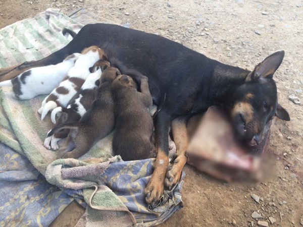 แม่หมาให้นมลูกก่อนสิ้นใจ ลมหายใจสุดท้ายของแม่เพื่อลูก หลังแม่หมาโดนรถชน ภาพสุดสะเทือนใจ