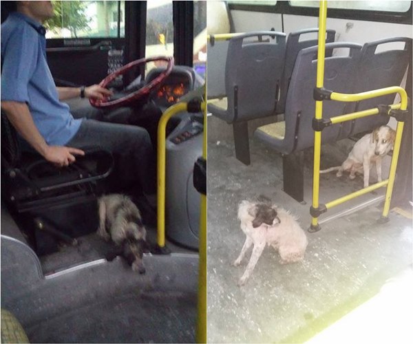 สุดยอดใจดี คนขับรถบัสจอดรับสุนัขจรจัดที่อยู่ตามข้างทาง ให้ขึ้นมานอนหลบพายุหนาว