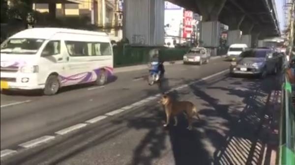 น้องหมาสุดฉลาด เล็งถนนอยู่นานไม่ได้ข้ามสักที สุดท้ายเลือกใช้วิธีนี้ ถึงข้ามได้สำเร็จ