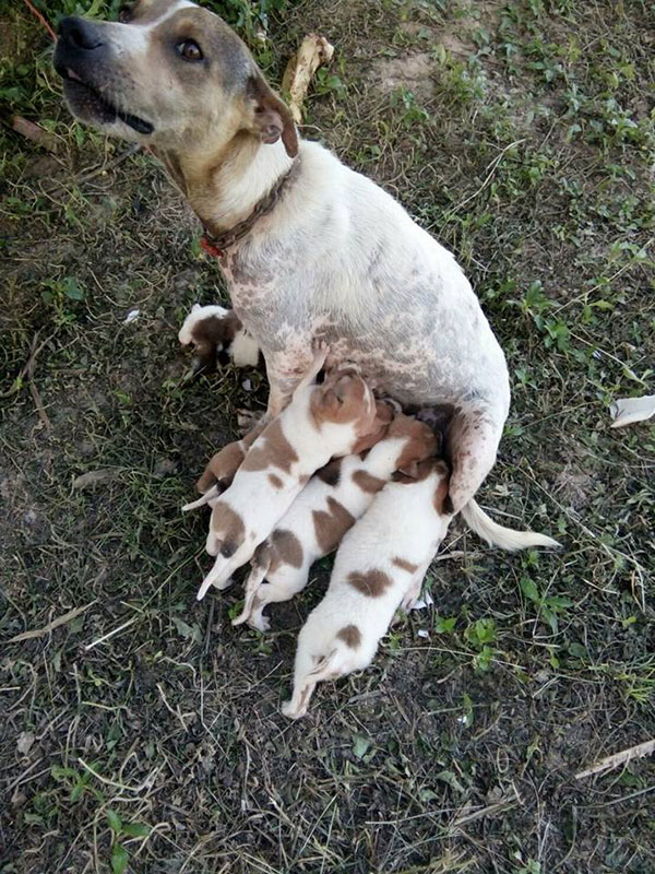 หมาแม่ลูกอ่อน โดนรถชนเดินไม่ได้  แต่ยังให้นมลูกทั้งที่เจ็บปวดจากการถูกรถชน ตอนนี้มีคนช่วยดูแลรักษาแล้ว