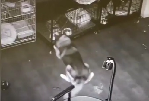 ทึ่ง! วงจรปิดจับภาพสุนัขแหกกรง แถมเปิดให้สุนัขตัวอื่นหนีออกไปจากโรงพยาบาลสัตว์ด้วย เก่งไปแล้ว