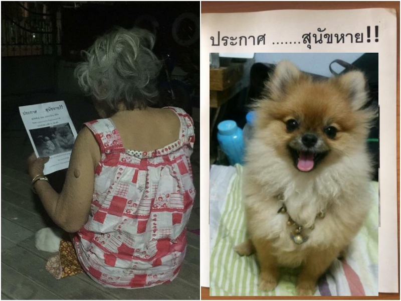 ช่วยกันแชร์ ขอให้โลกโซเชียลช่วย คุณยายวัย 95 ตรอมใจเอาแต่เฝ้ามองประตูหลังสุนัขตัวโปรด น้องมีตัง หายไป