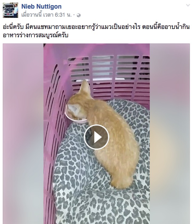 หนุ่มสิบล้อ เสี่ยงชีวิตปีนขึ้นไปช่วยชีวิตลูกแมวที่ถูกปล่อยทิ้งไว้กลางสะพาน สุดยอดมาก