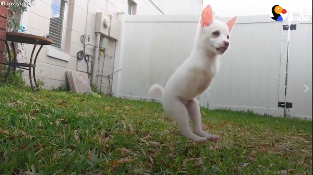 น่ารักนึกว่ากระต่าย ลูกสุนัขพิการไม่มีขาหน้า ใช้การกระโดดไปมา แทนการเดิน คนแห่แชร์ความน่ารัก