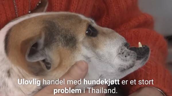 เรื่องราวดีดี เทเรซ่า หมาไทยถูกสับหน้าจนเละ จมูก-ปากหาย ได้รับชีวิตใหม่ หลังสาวอเมริกันนำตัวไปรักษา