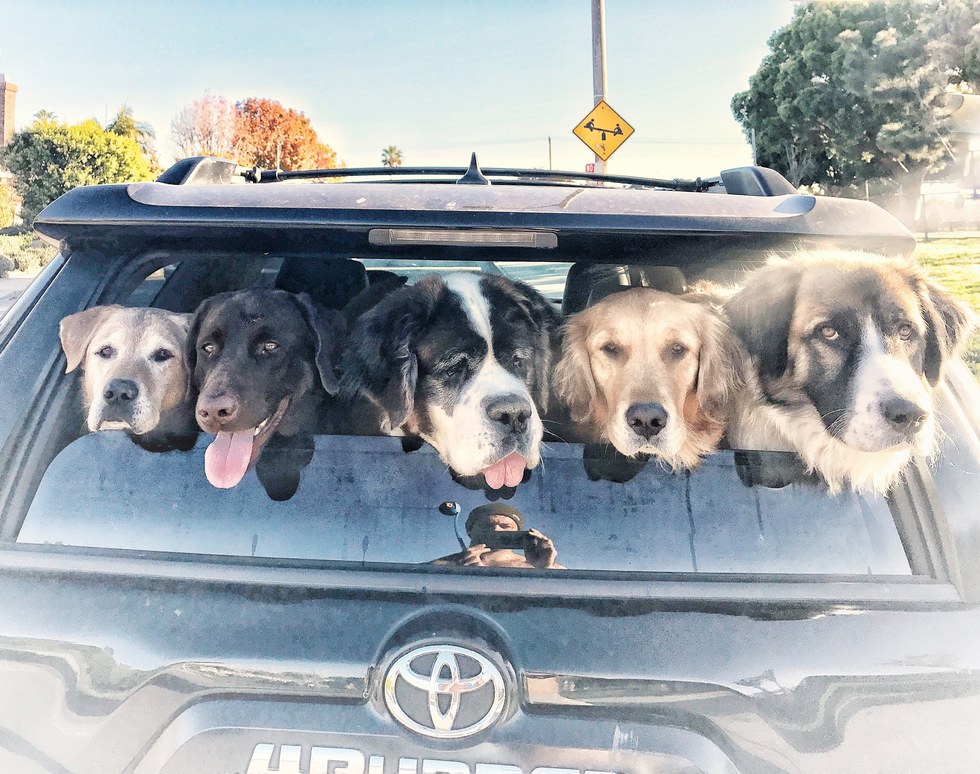 Lee Asher หนุ่มใจบุญใช้ชีวิตร่วมกับเหล่าสุนัขและแมวจรจัด ที่หยุดรักน้องหมาแมวเหล่านี้ไม่ได้เลย