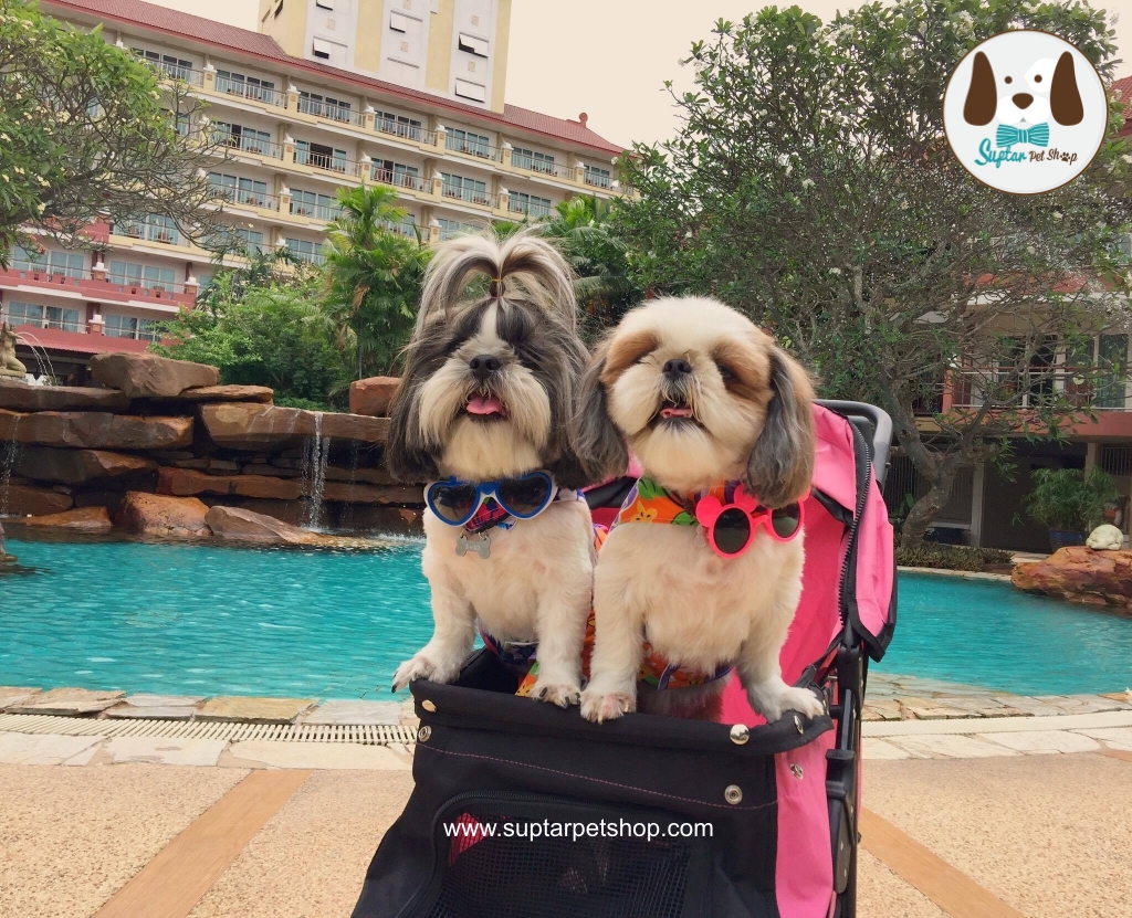 ชุดกระโปรงสงกรานต์สุนัข กระโปรงลายดอกหมา ชุดกระโปรงสงกรานต์หมาแมว ขายส่ง ขายปลีก ส่งทั่วประเทศ