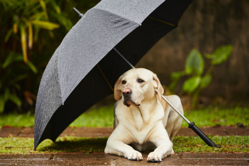 dog-in-rain-with-umbrella-w500-h800.jpg