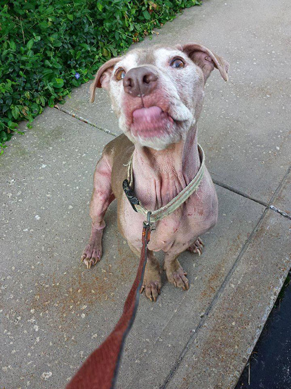 พิทบูลจรจัดป่วยหนักซึ้งใจ ได้รับของขวัญชิ้นใหญ่ ให้เป็นเกียรติครั้งสุดท้ายในชีวิต สุดประทับใจ