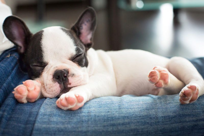 sleeping-french-bulldog.jpg