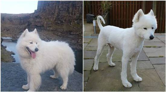 เจ้าของพูดไม่ออก หลังเห็นสุนัขตัวโปรด ให้ร้านตัดขนให้สั้นๆ แต่ไหงตอนมารับกลับเป็นแบบนี้