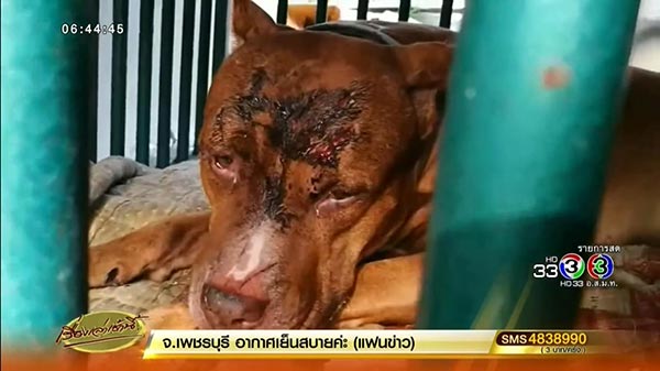 พิทบูลเจ้ายูโร กัดพ่อเจ้าของ ข่าวว่าไม่รักษาและจะทิ้งหมา ลั่นไม่เป็นความจริง สั่งต่อกรง-พาไปรักษาแผลแล้ว
