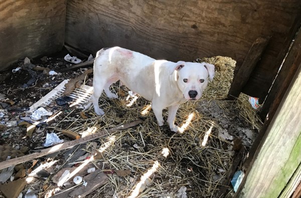 รุดช่วยสุนัขถูกล่ามทิ้งไว้ในบ้านกว่า 5 ปี หลังเจ้าของถูกฆ่า จนตัดสินใจกัดเท้าตัวเองทิ้ง อย่างน่าเวทนา ได้รับชีวิตใหม่