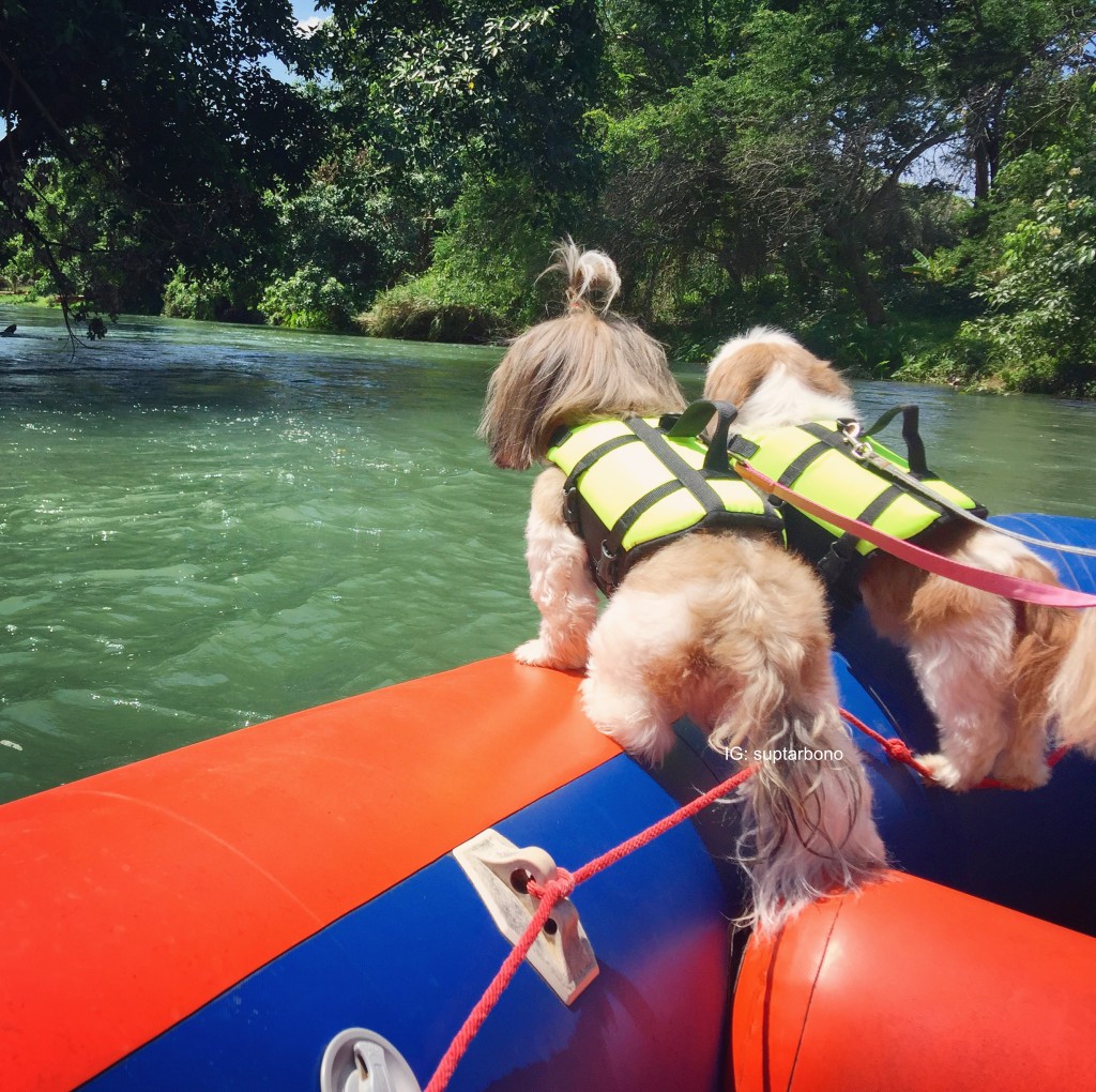 พาหมาเที่ยว -IMG_6301-โบ้โน.jpg