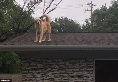 อย่าตกใจไปจ้า เจ้าHuckleberry ตัวนี้ไม่ได้ติดบนหลังคา ชอบโดดขึ้นจากหลังบ้านไม่ต้องเคาะเรียกถ่ายรูปได้