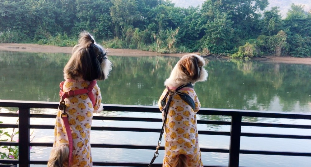 เขาโทน ริเวอร์วิว รีสอร์ท แพริมน้ำ กาญจนบุรี โบ้โนพาเที่ยว ชมวิวแม่น้ำแควน้อย ใกล้น้ำตกไทรโยคน้อย สุนัขพักได้ หมาใหญ่พักได้ ด้วย