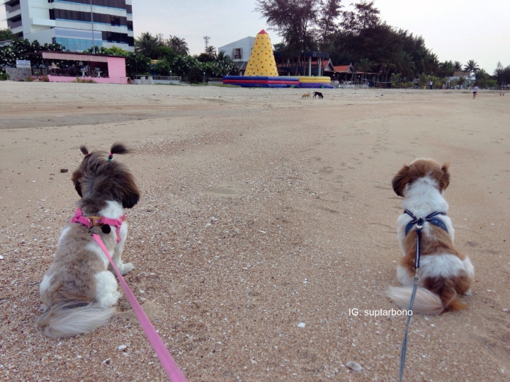 โบ้โนพาเที่ยว -10270934_764078536958671_559420258_o-หมาเที่ยวทะเล.jpg.jpg