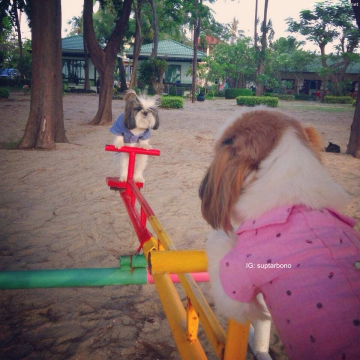 โบ้โนพาเที่ยว -1410261538603c1b5f86a7087a-หมาเที่ยวทะเล.jpg.jpg