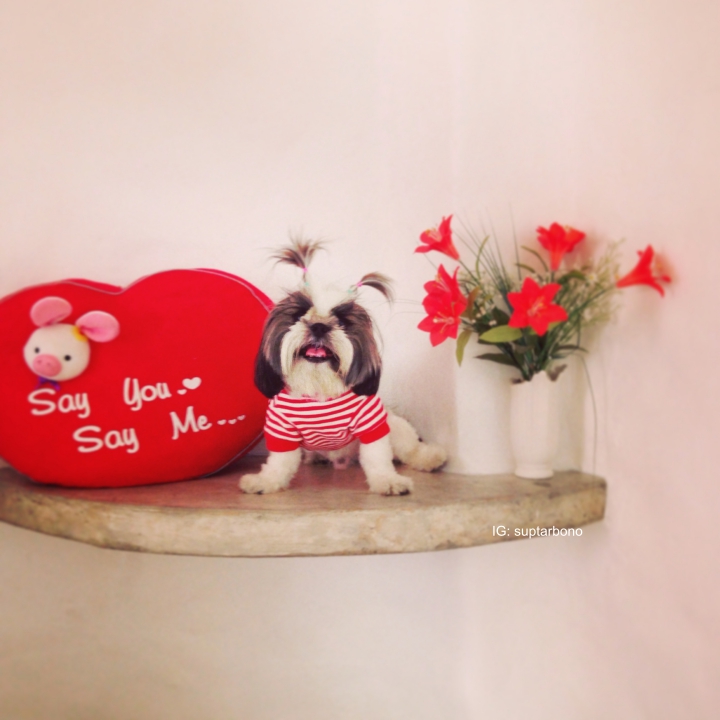 โบ้โนพาเที่ยว -IMG_7179-หมาเที่ยวทะเล.jpg.jpg