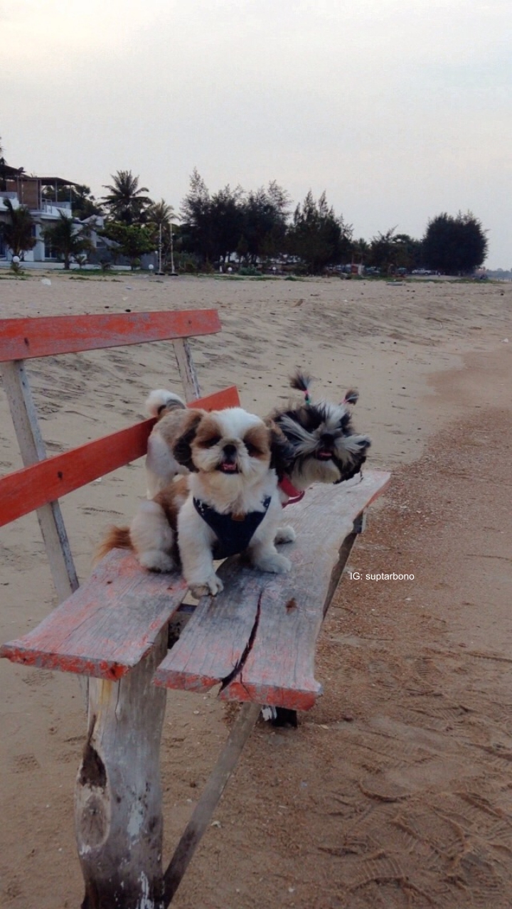 โบ้โนพาเที่ยว -IMG_7340-หมาเที่ยวทะเล.jpg.jpg