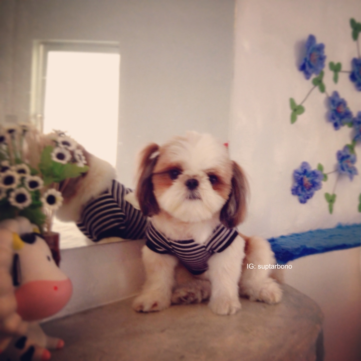 โบ้โนพาเที่ยว -IMG_7180-หมาเที่ยวทะเล.jpg.jpg