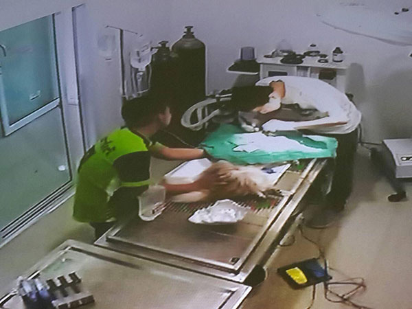 ชิสุถูกพิทบูลเพื่อนบ้านขย้ำปางตาย โพสกระทู้ถาม เจอเจ้าตัวมาชี้แจงอย่างเดือด ใครผิด!!