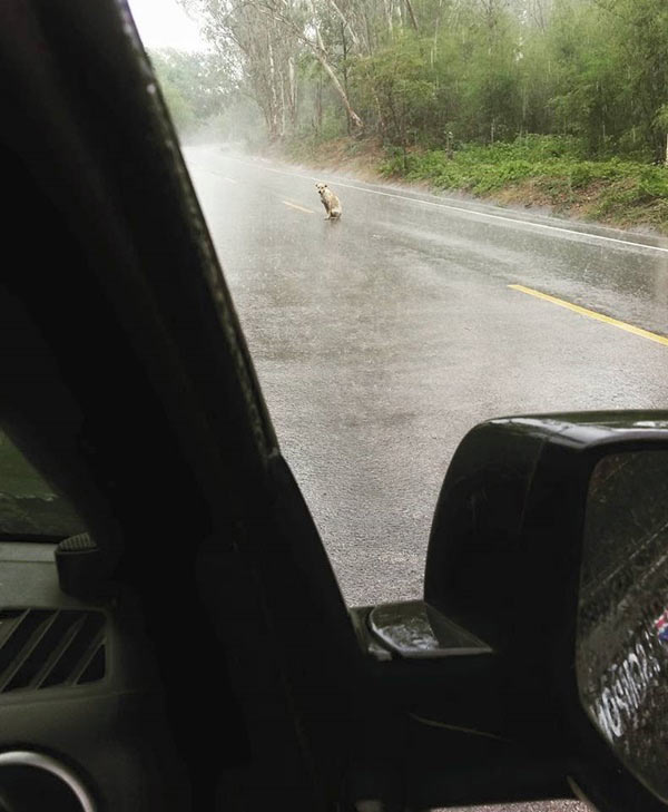 หมาจรจัดถูกทิ้งในป่า นั่งหิวเปียกปอนกลางสายฝน รอคนใจบุญนำอาหารมาให้ โดนแชร์สนั่น เหตุเกิดที่ วนอุทยานม่อนพญาแช่  ลำปาง