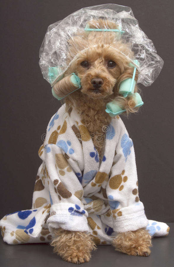 หมวกเสื้อคลุมอาบน้ำ Dog in Shower Cap