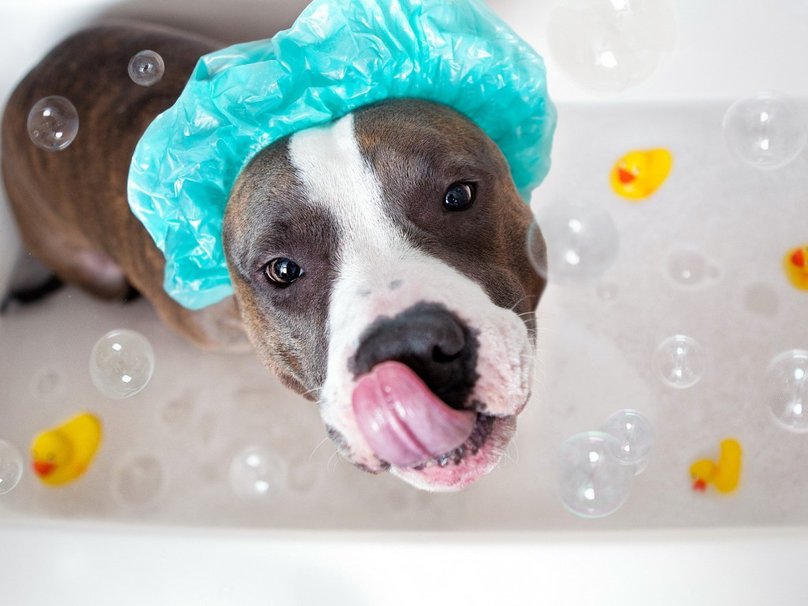 หมวกเสื้อคลุมอาบน้ำ Dog in Shower Cap