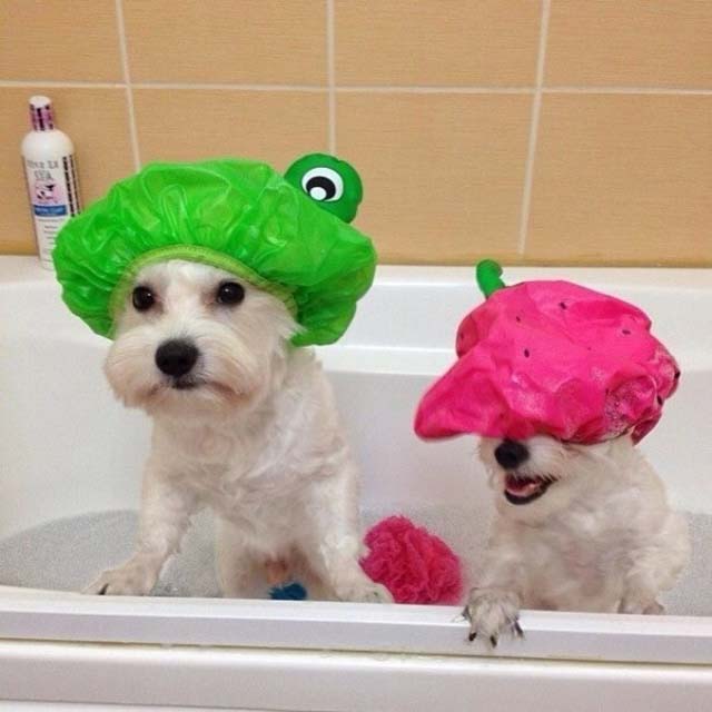 หมวกเสื้อคลุมอาบน้ำ Dog in Shower Cap