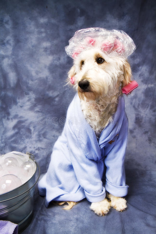 หมวกเสื้อคลุมอาบน้ำ Dog in Shower Cap