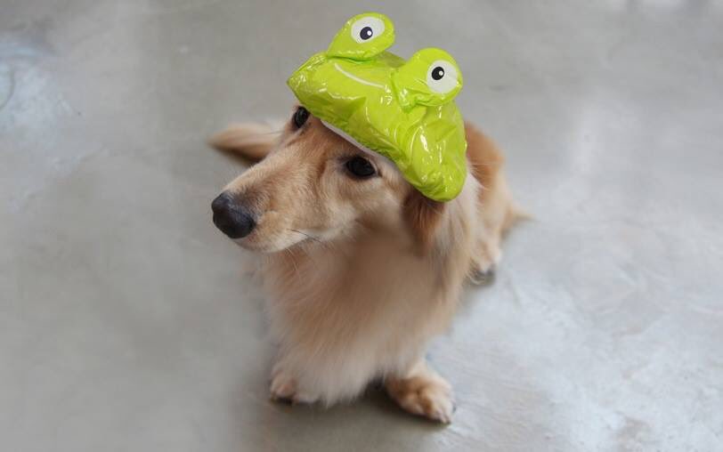 หมวกเสื้อคลุมอาบน้ำ Dog in Shower Cap