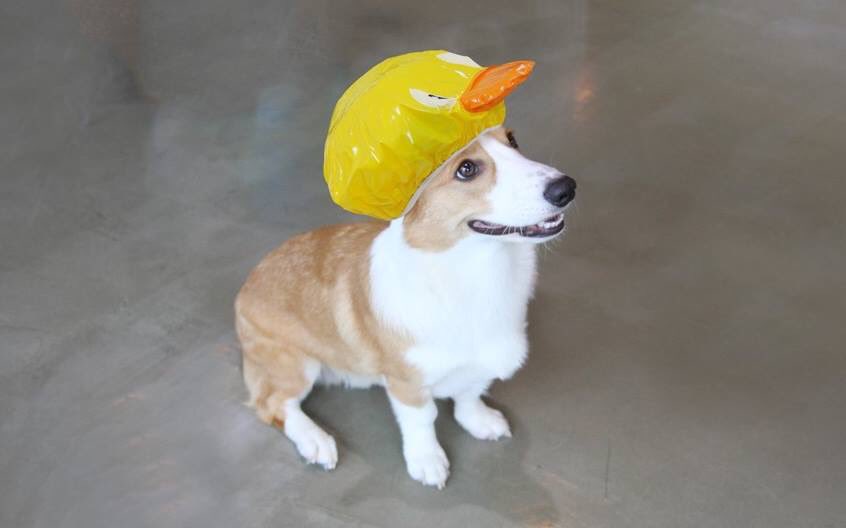 หมวกคลุมอาบน้ำหมาแมว Dog in Shower Cap แฟชั่นเกรๆ สำรหรับคนรักสุนัข กันน้ำเข้าตา หู