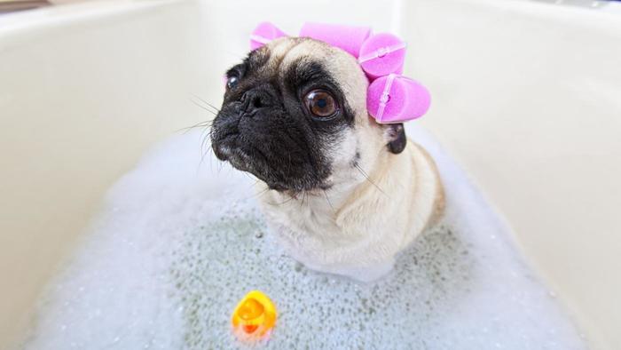 หมวกเสื้อคลุมอาบน้ำ Dog in Shower Cap